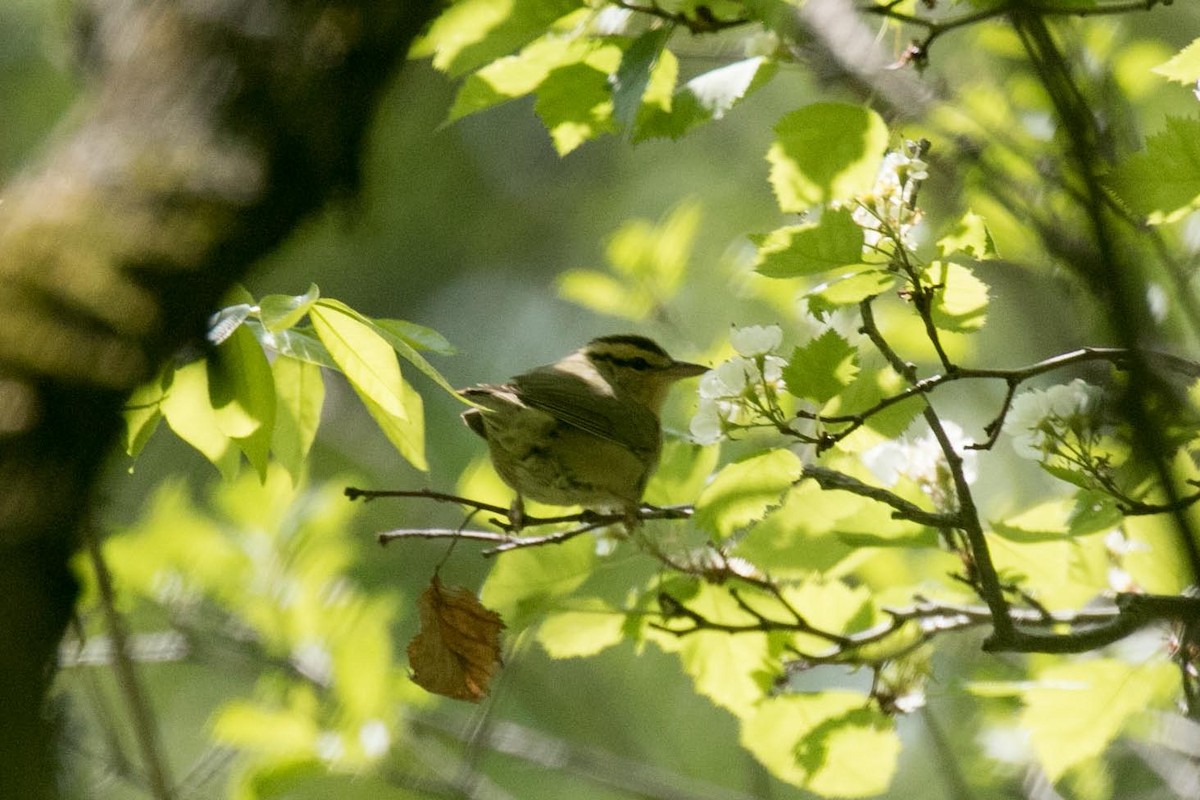 Worm-eating Warbler - ML574365491
