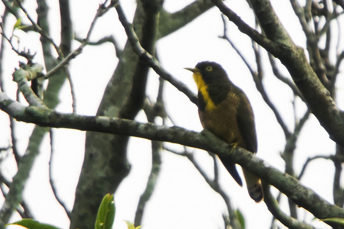 Yellow-throated Cuckoo - ML574365911