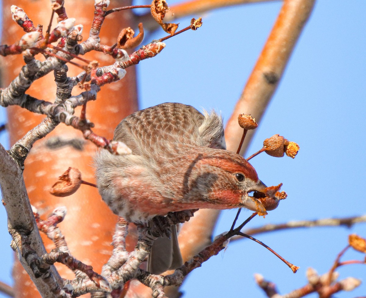 House Finch - ML574366241