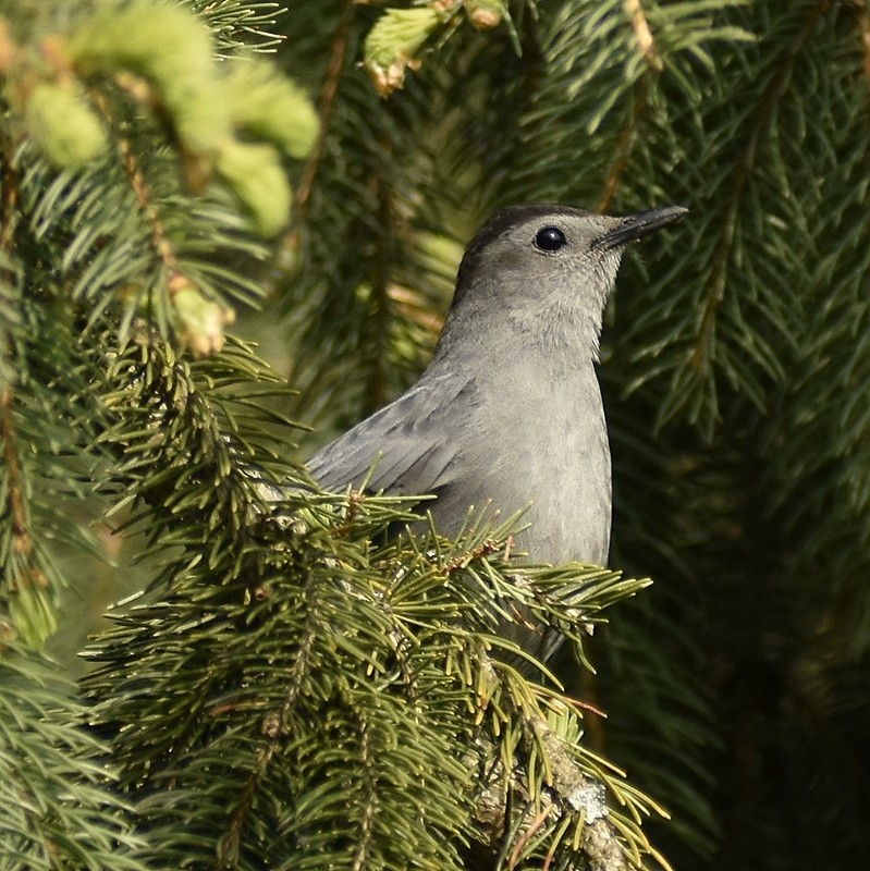 Pájaro Gato Gris - ML574366531