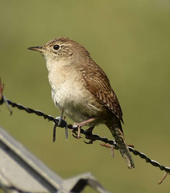 House Wren - Regis Fortin