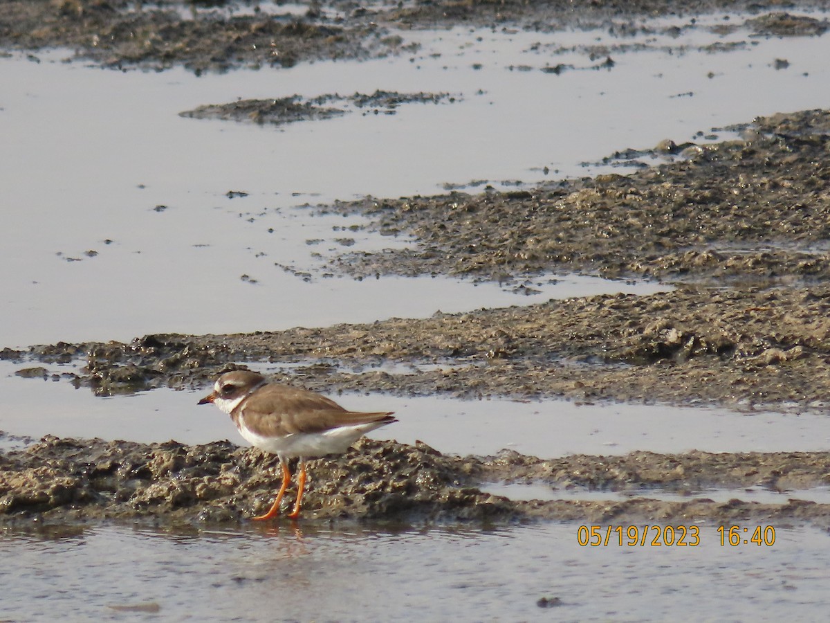 Common Ringed Plover - ML574367341