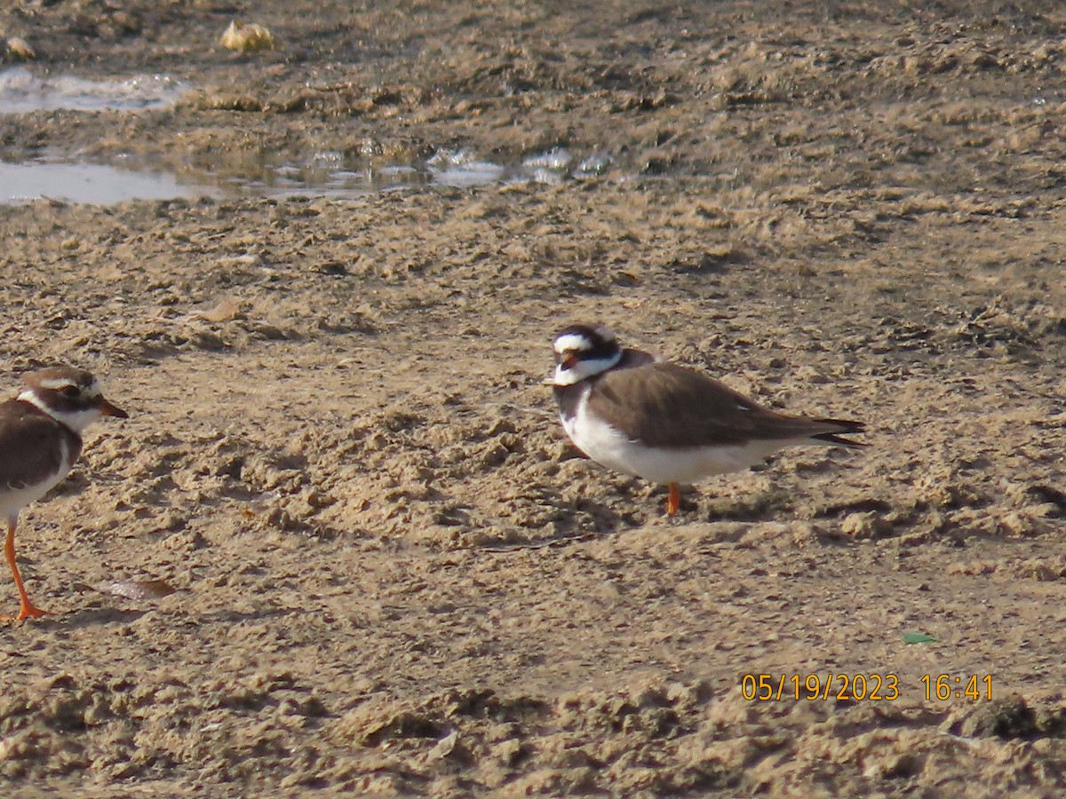 Common Ringed Plover - ML574367351