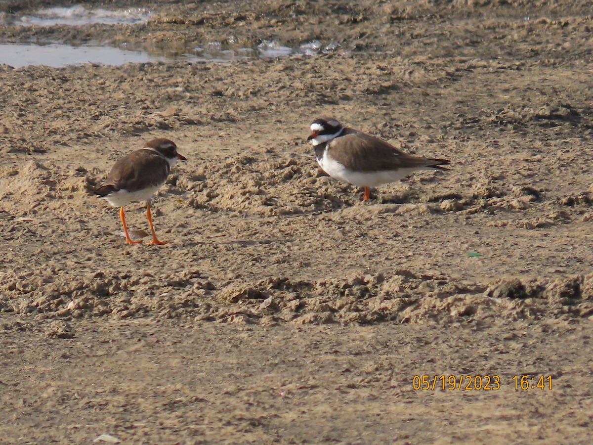 Common Ringed Plover - ML574367361