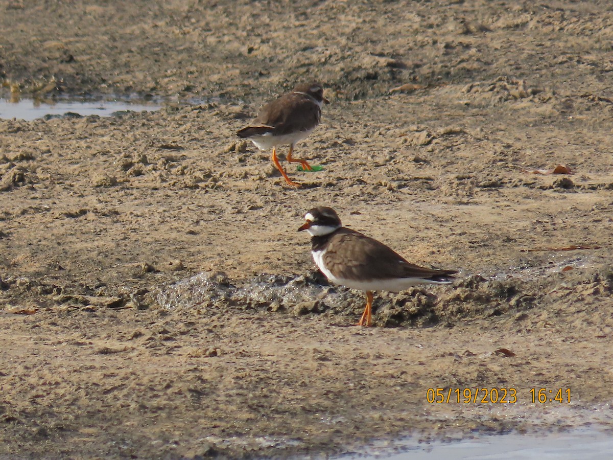 Common Ringed Plover - ML574367381