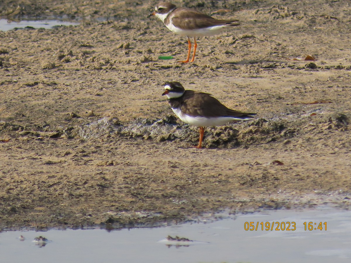 Common Ringed Plover - ML574367391