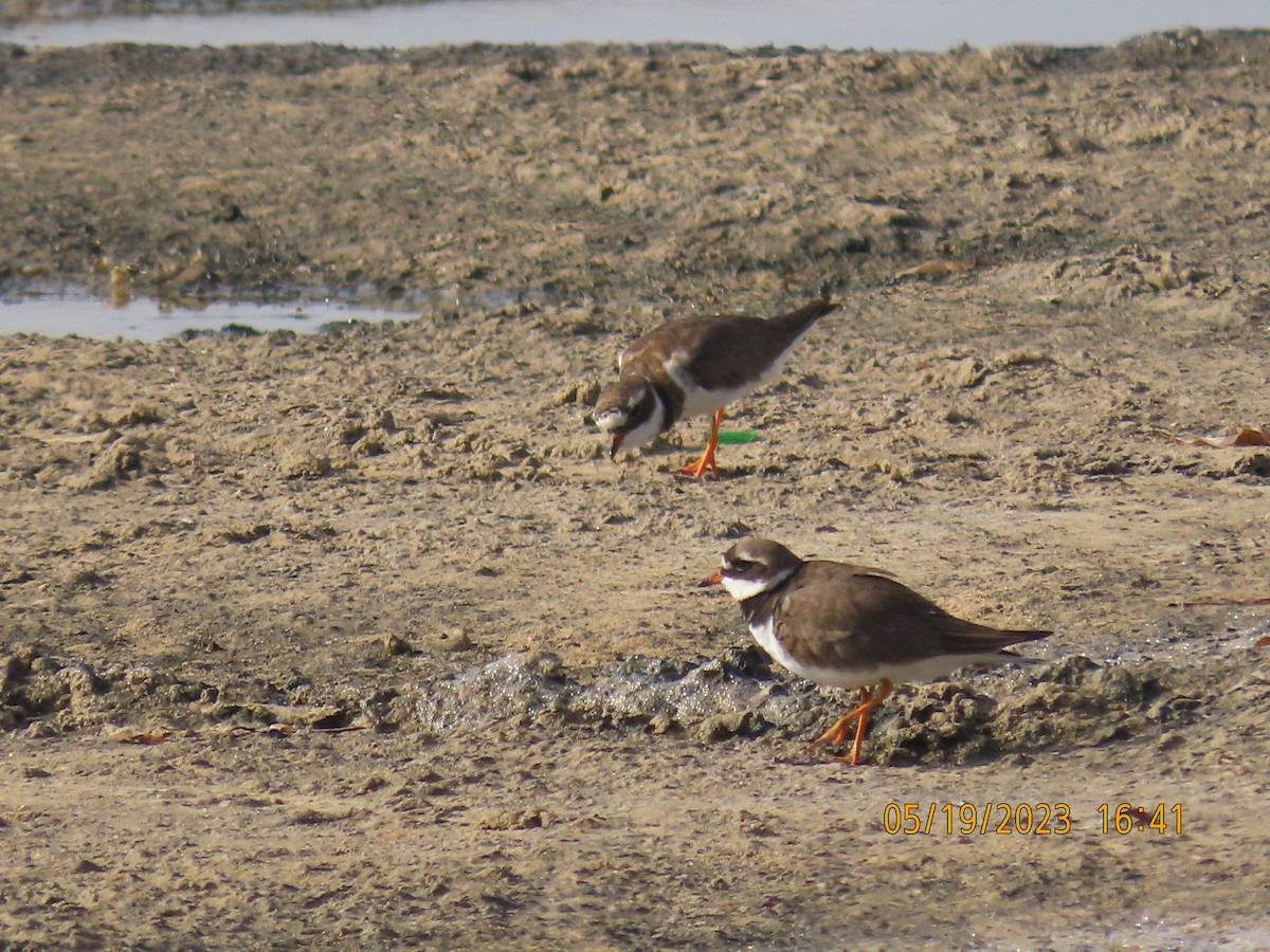 Common Ringed Plover - ML574367401