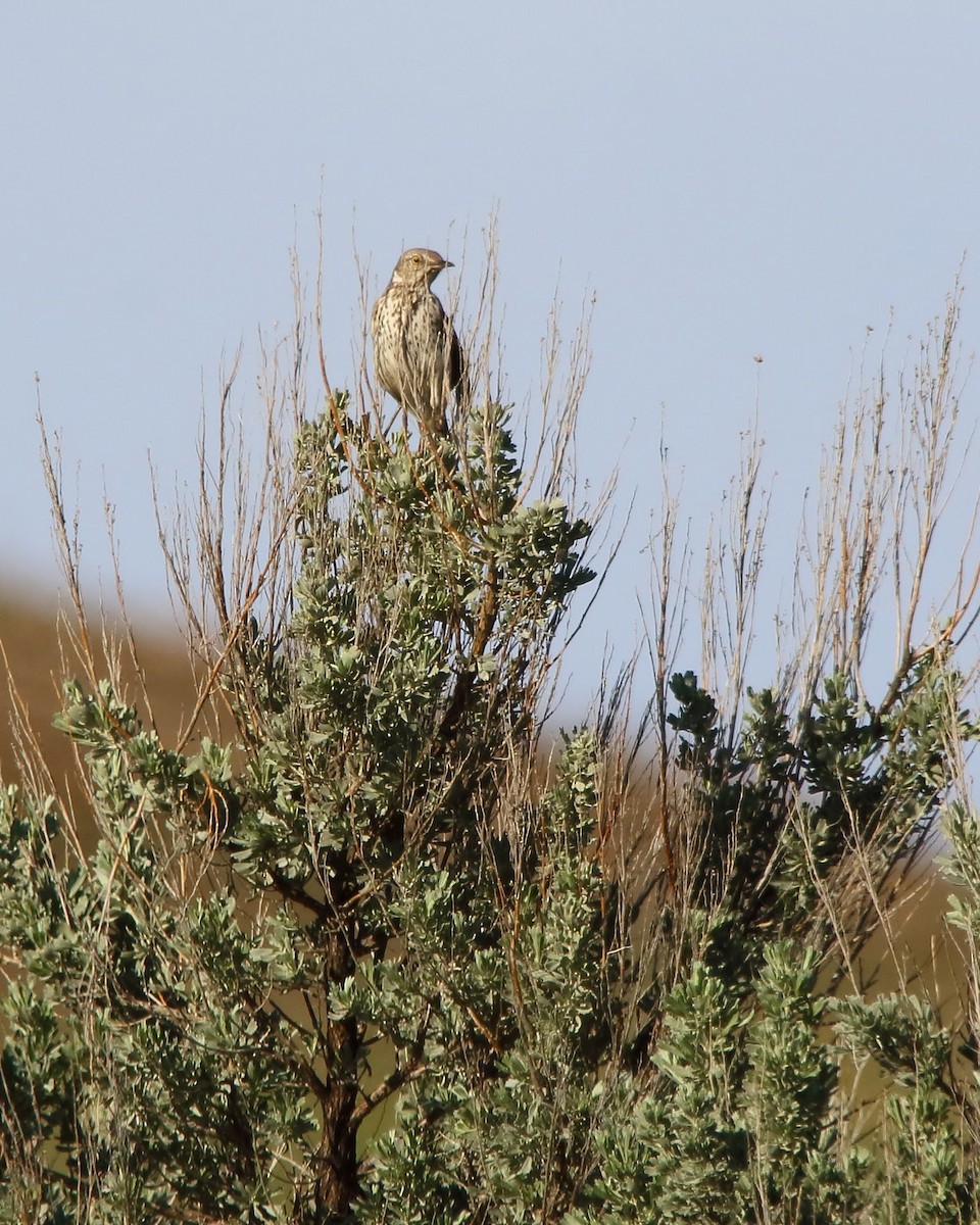 Sage Thrasher - ML574367431