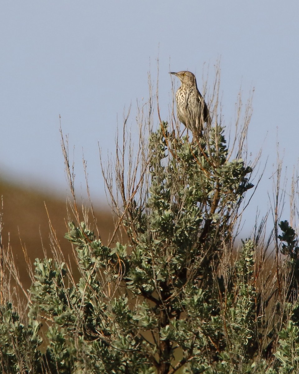 Sage Thrasher - ML574367441