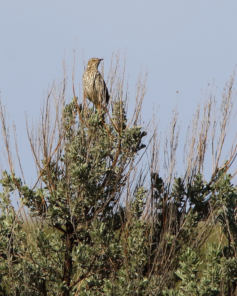 Sage Thrasher - ML574367451