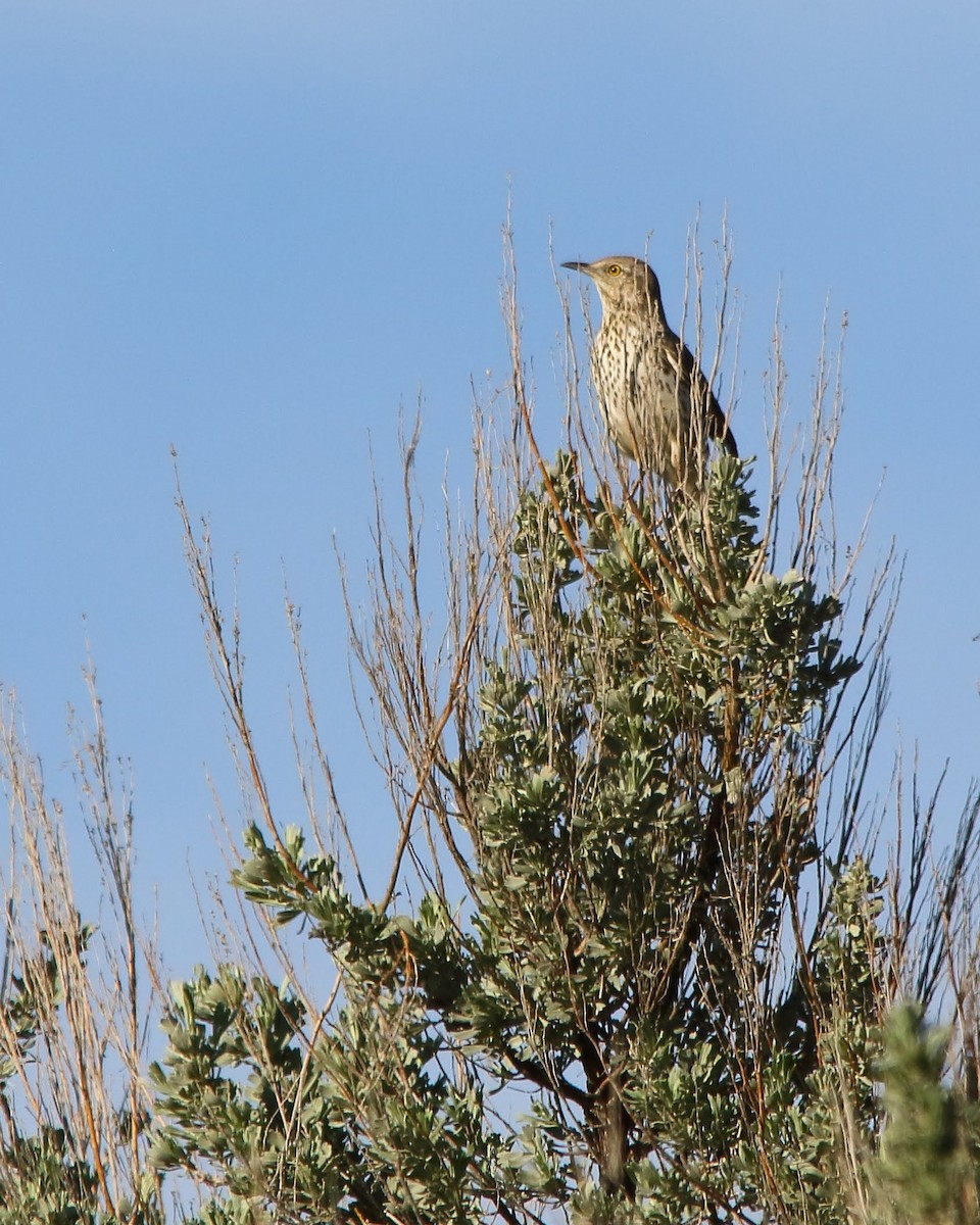 Sage Thrasher - ML574367461