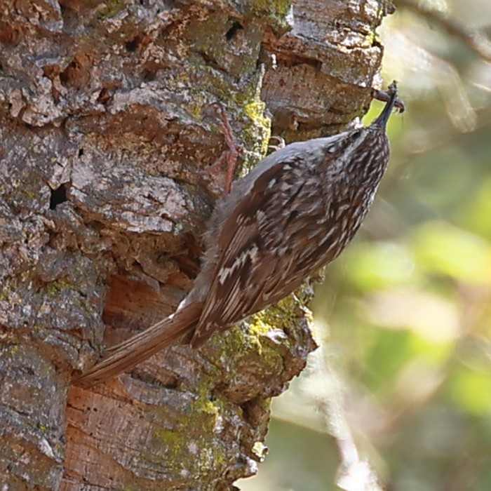 Short-toed Treecreeper - ML574367521