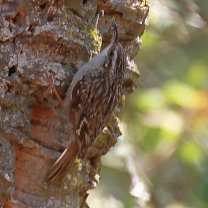 Short-toed Treecreeper - ML574367581