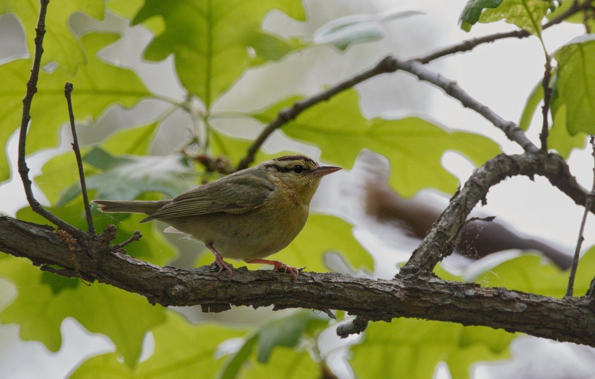 Paruline vermivore - ML574368441