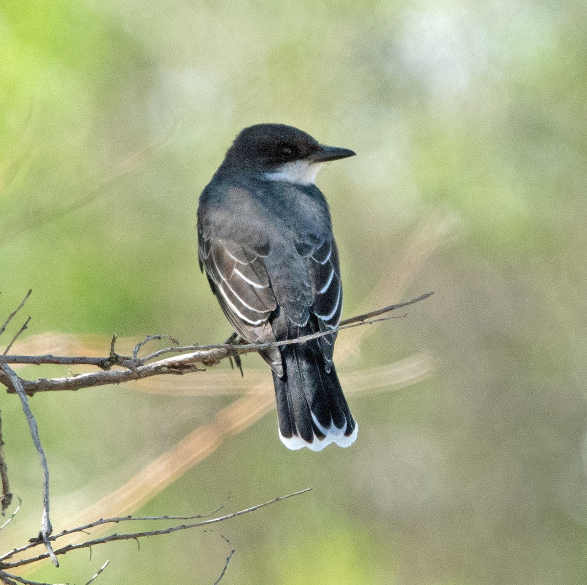 Eastern Kingbird - ML574368551