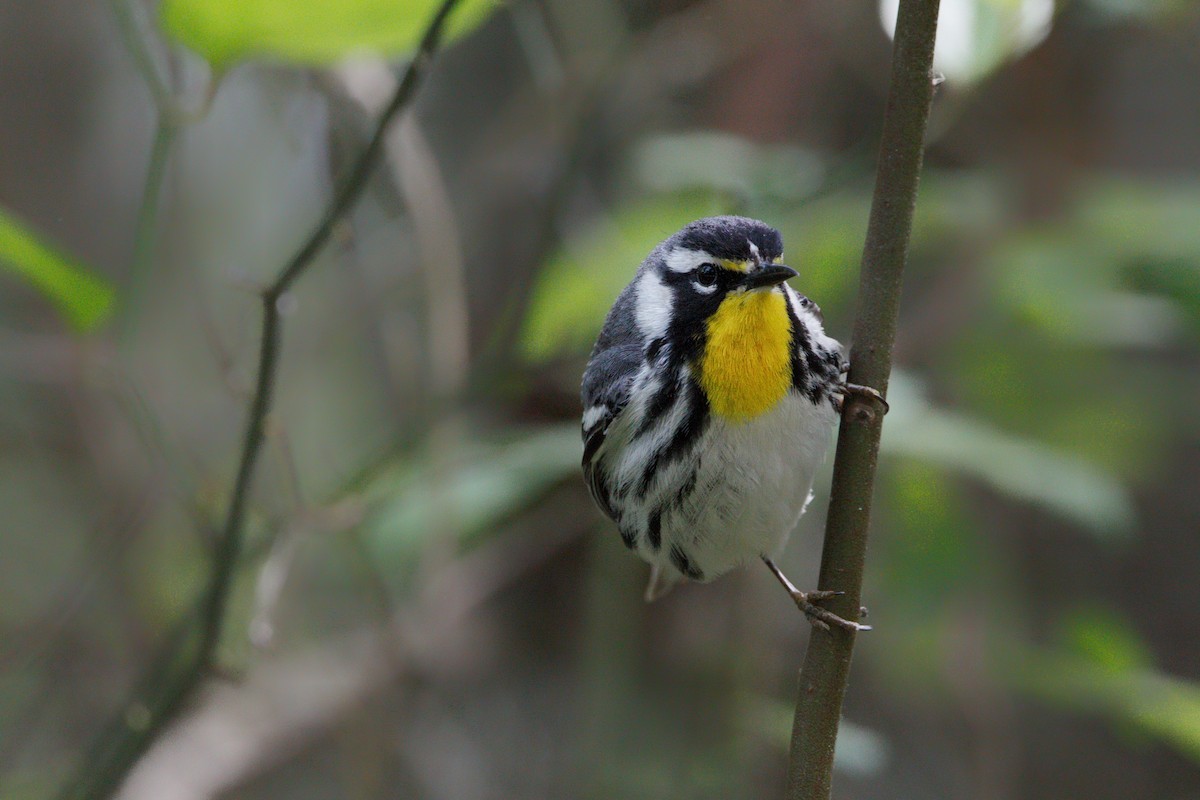 Yellow-throated Warbler - Kiehl Smith