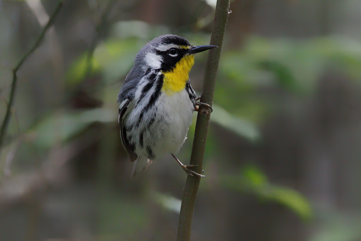 Yellow-throated Warbler - ML574368631