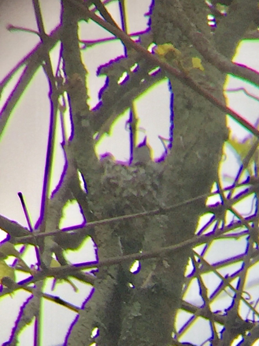 Blue-gray Gnatcatcher - Tim Cornish