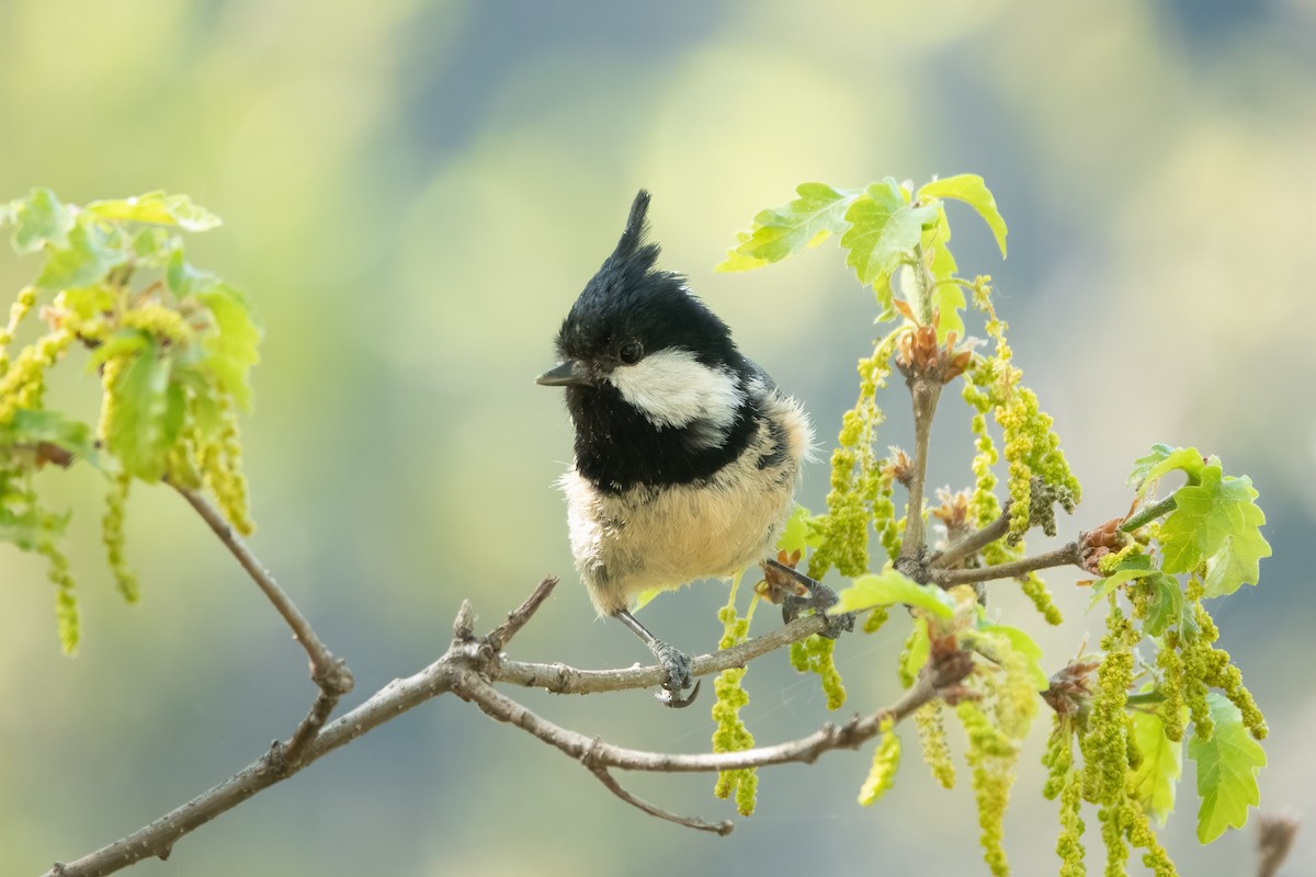 Coal Tit - ML574370981