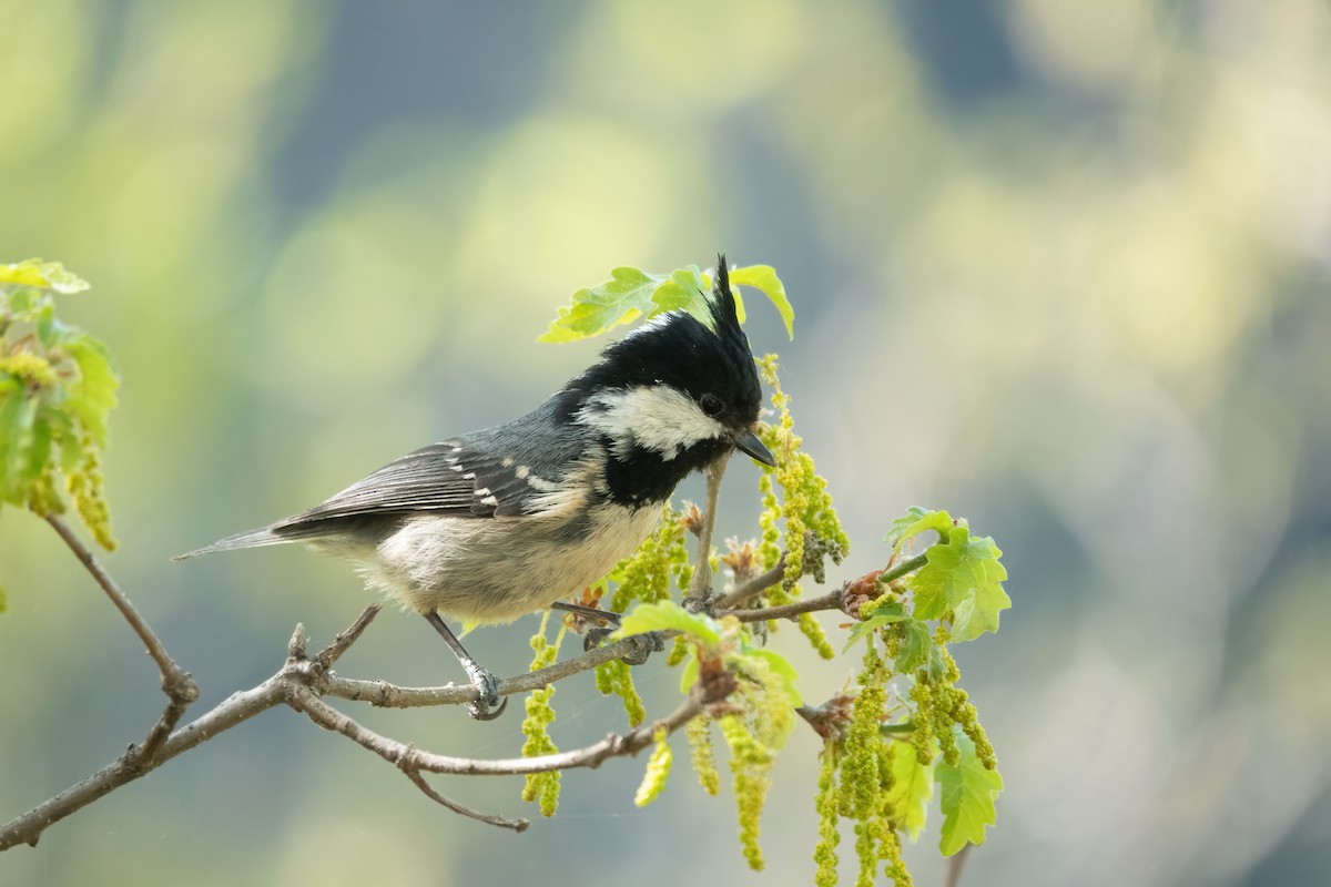 Coal Tit - ML574370991