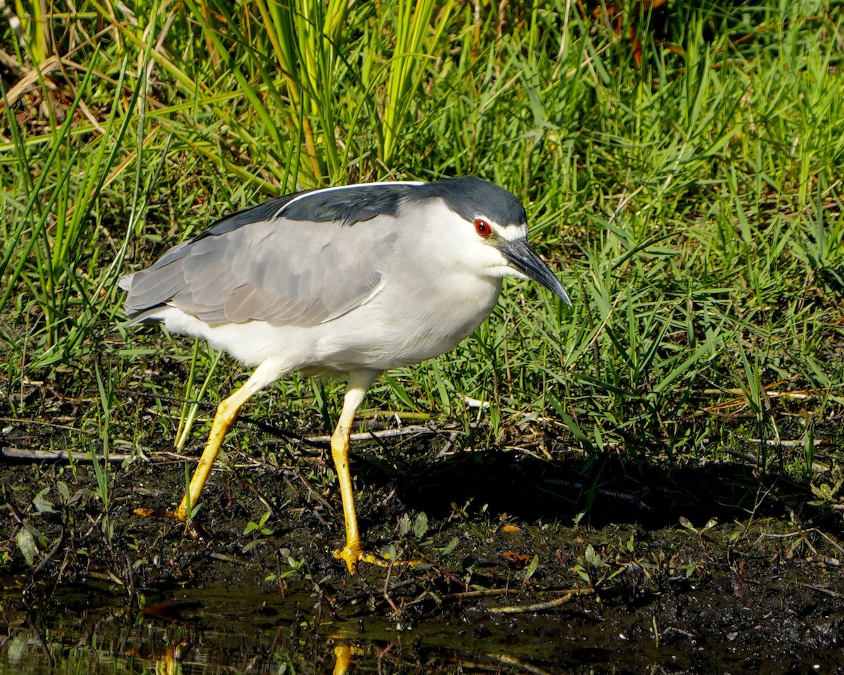 Black-crowned Night Heron - ML574371731