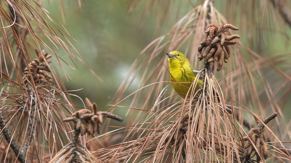 Pine Warbler - ML574371931