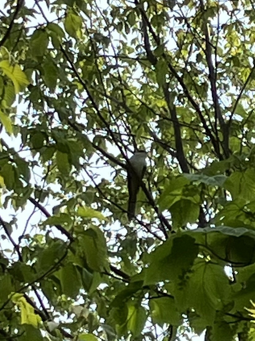 Black-billed Cuckoo - Colette Ferri