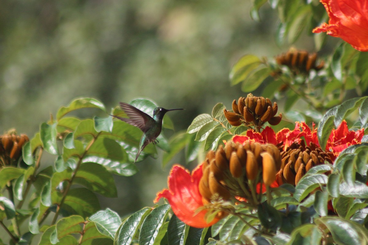 Rivoli's Hummingbird - ML574374511