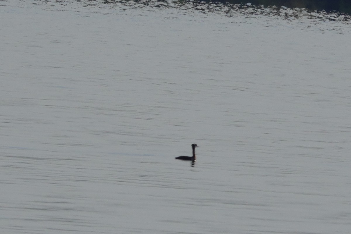 Red-necked Grebe - ML574375401