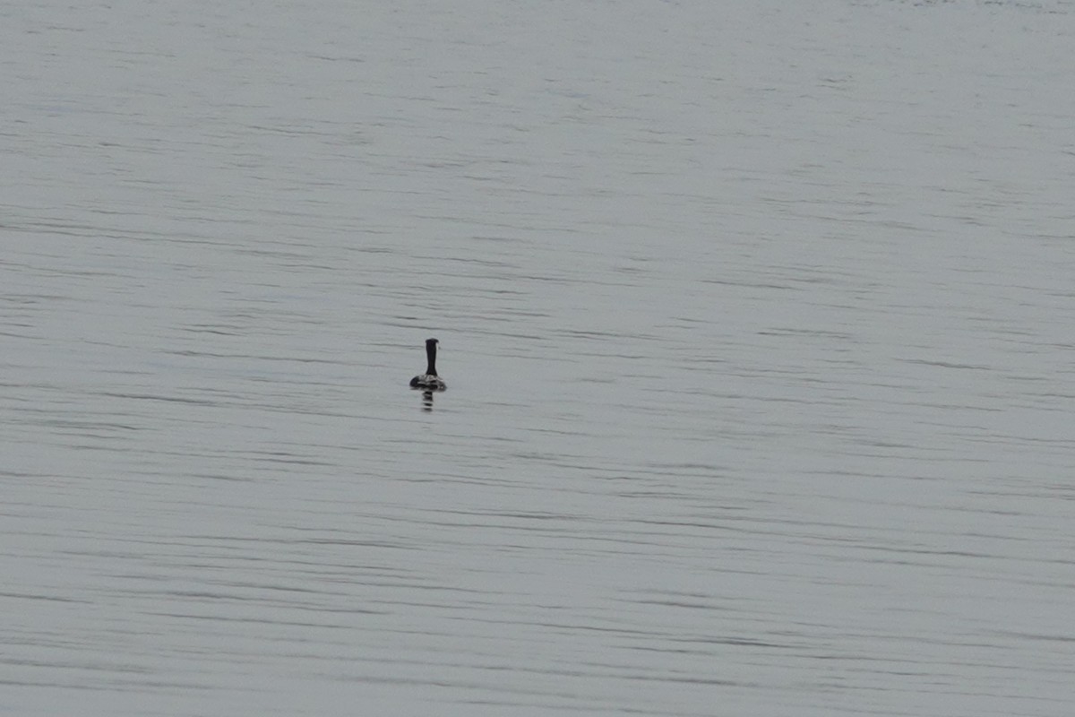 Red-necked Grebe - ML574375411