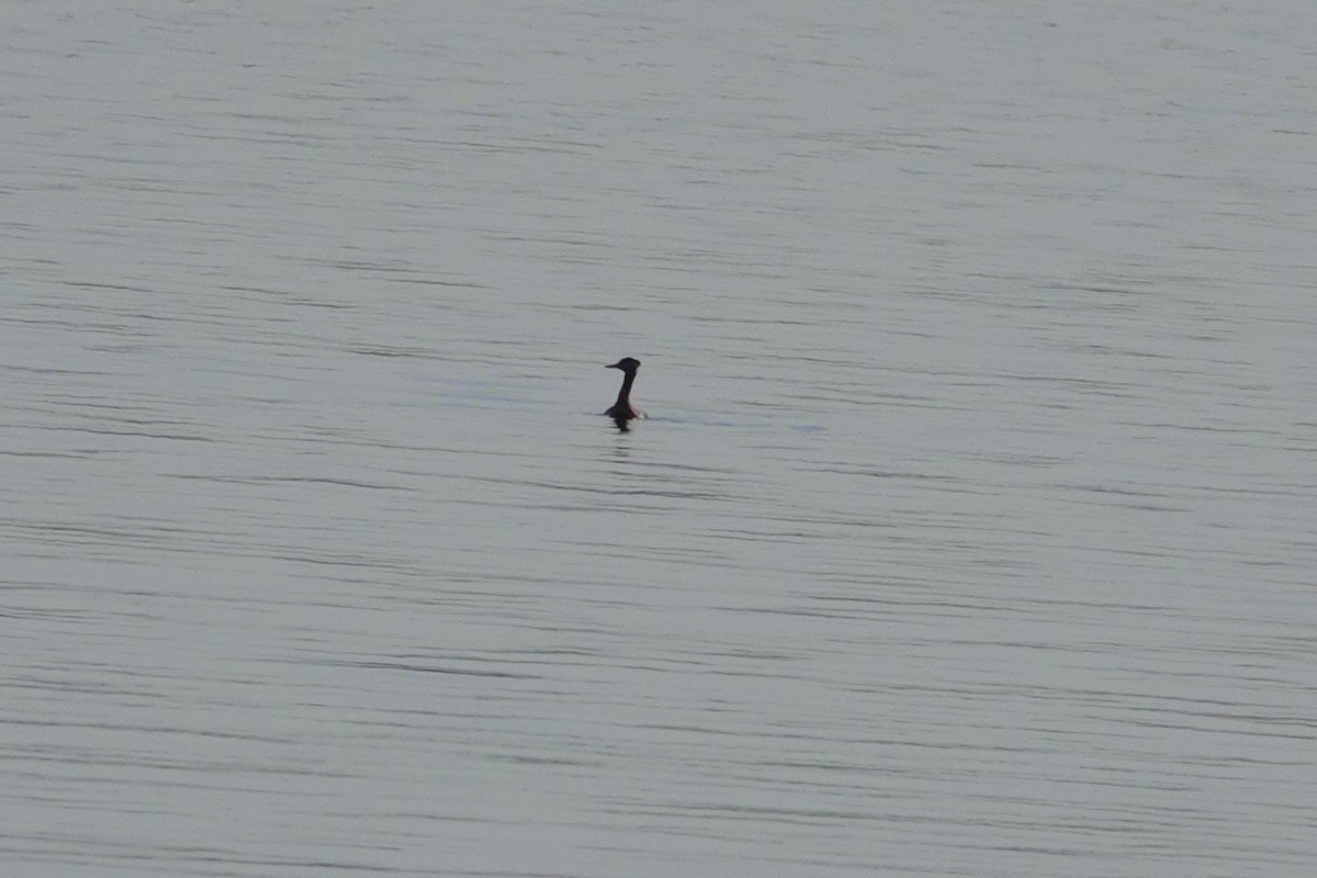 Red-necked Grebe - ML574375421