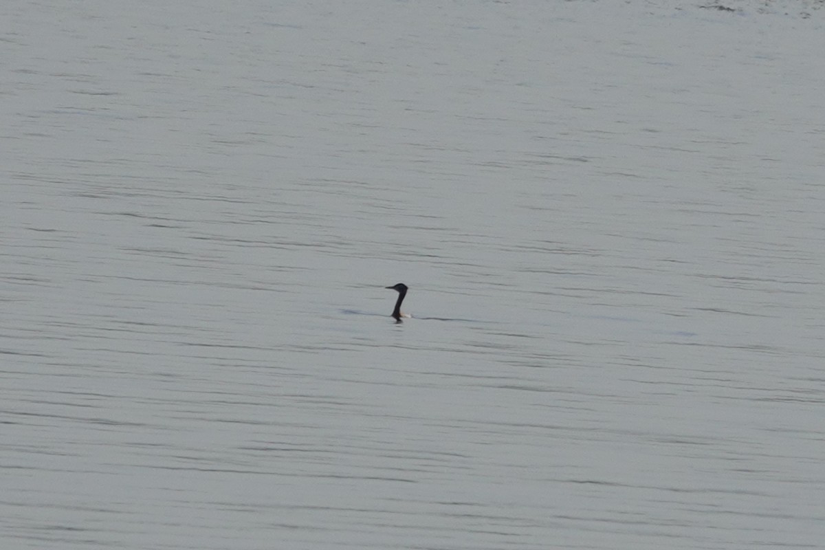 Red-necked Grebe - ML574375431