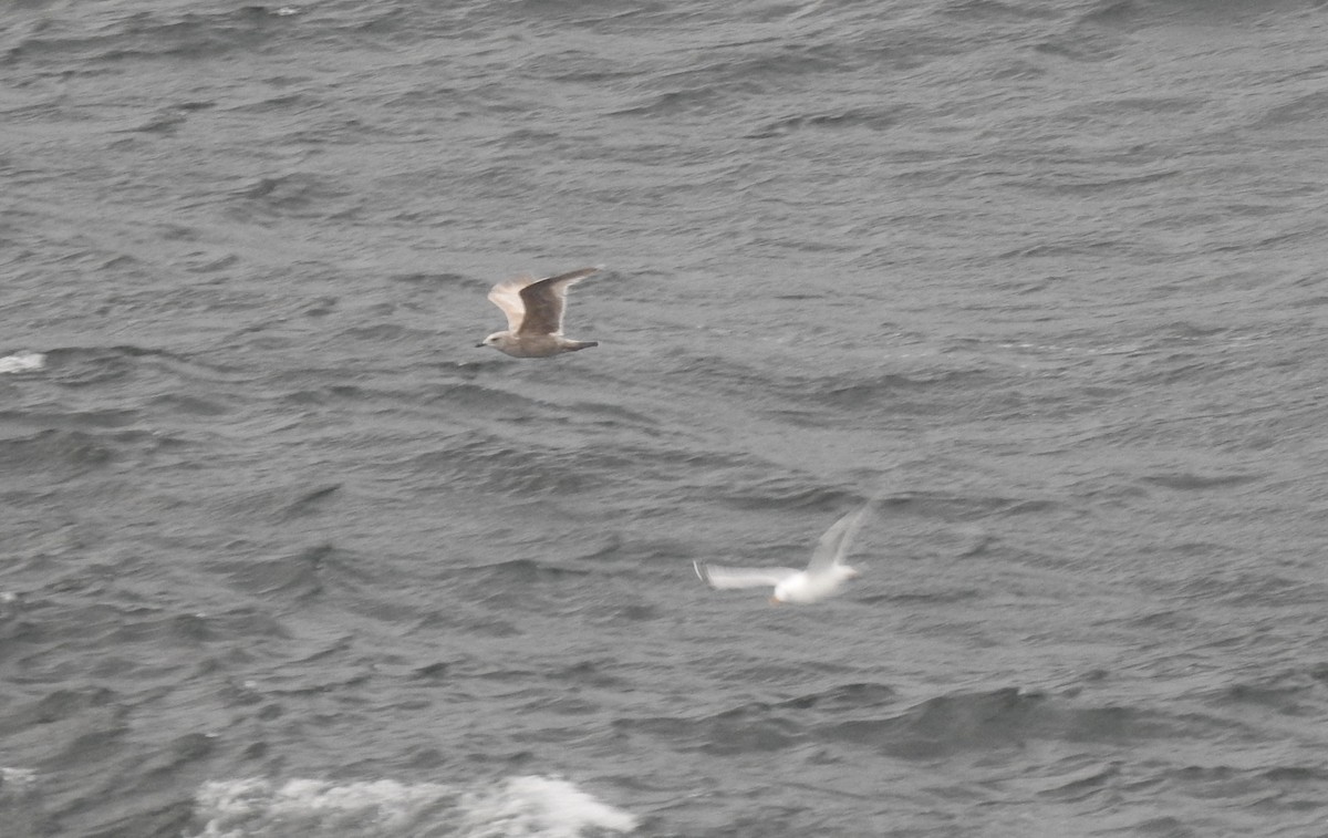 Gaviota (Larus) sp. - ML574375611