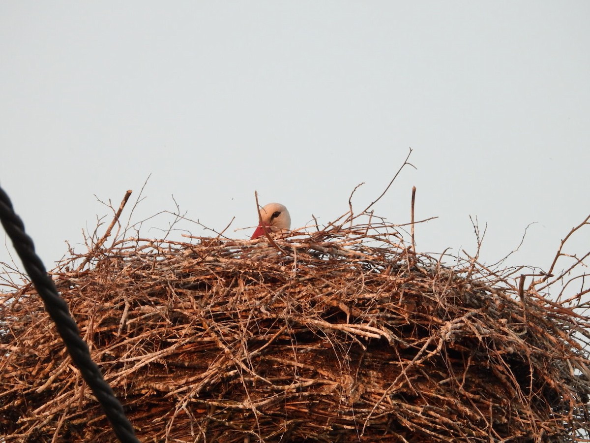 White Stork - ML574375811