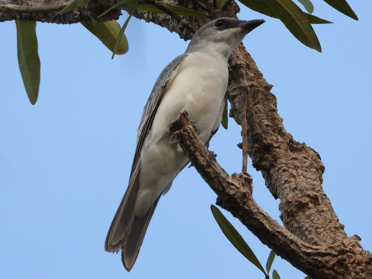 White-bellied Cuckooshrike - ML574376461