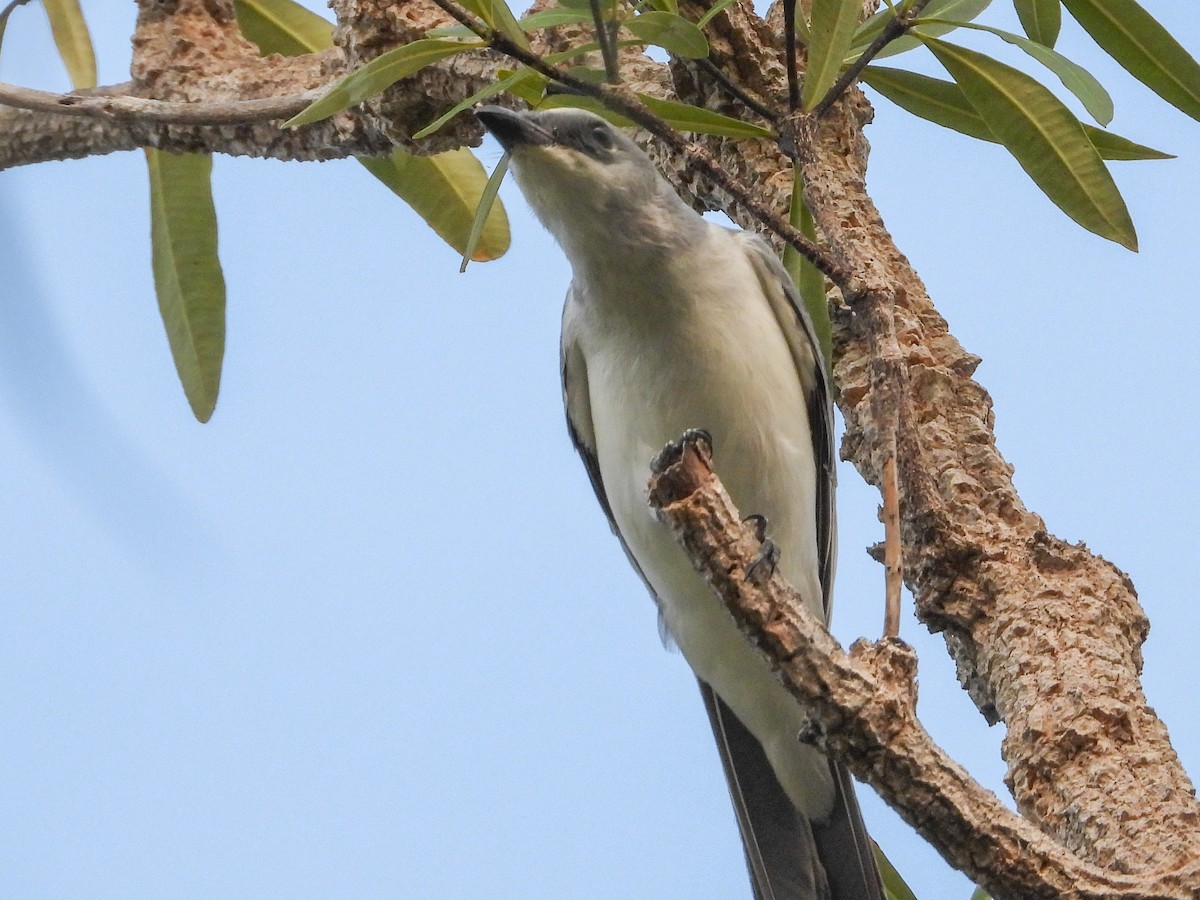 White-bellied Cuckooshrike - ML574376471