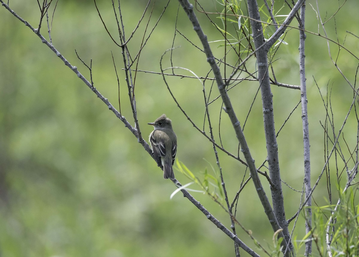 Willow Flycatcher - ML574377331