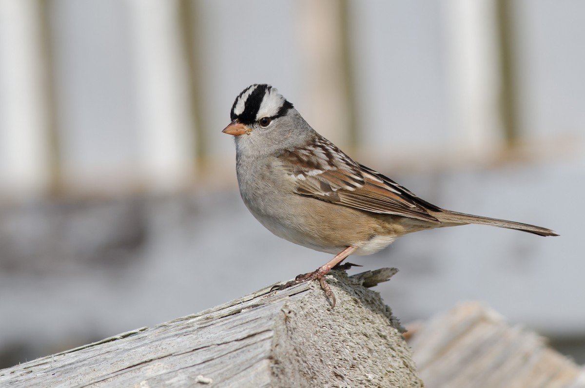 Dachsammer (leucophrys/oriantha) - ML574377651