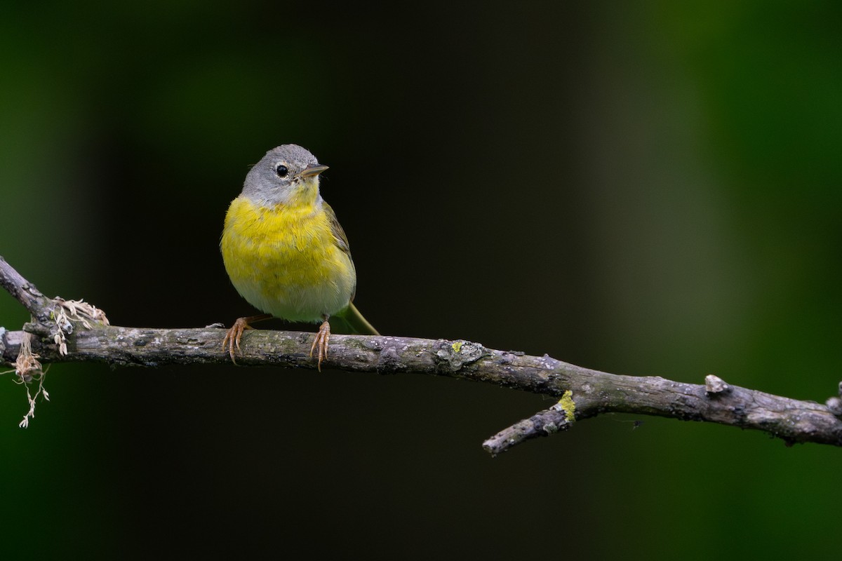 Nashville Warbler - Kevin Lin