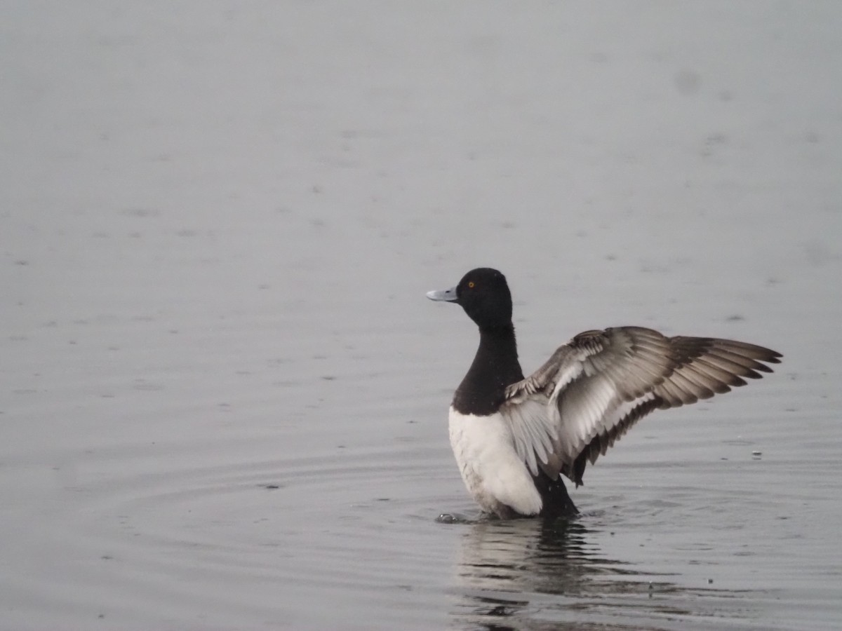 Lesser Scaup - Kevin Wistrom