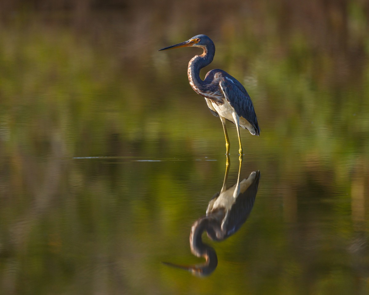 Tricolored Heron - Karl Wirth