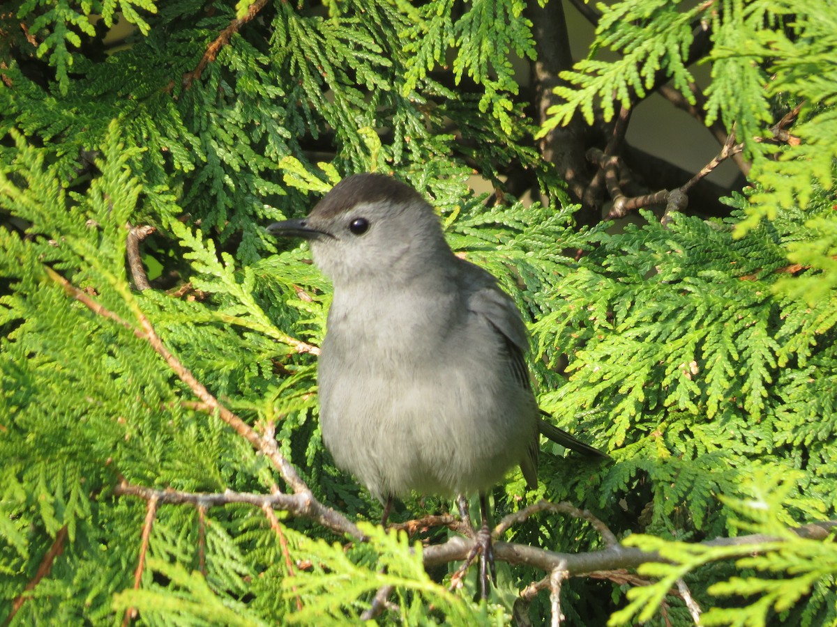 Gray Catbird - Denis Collins