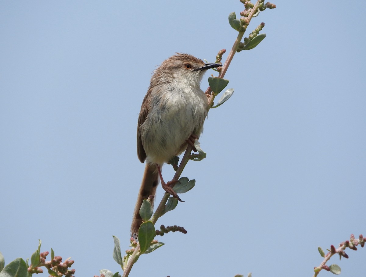 Prinia gracile - ML574380591