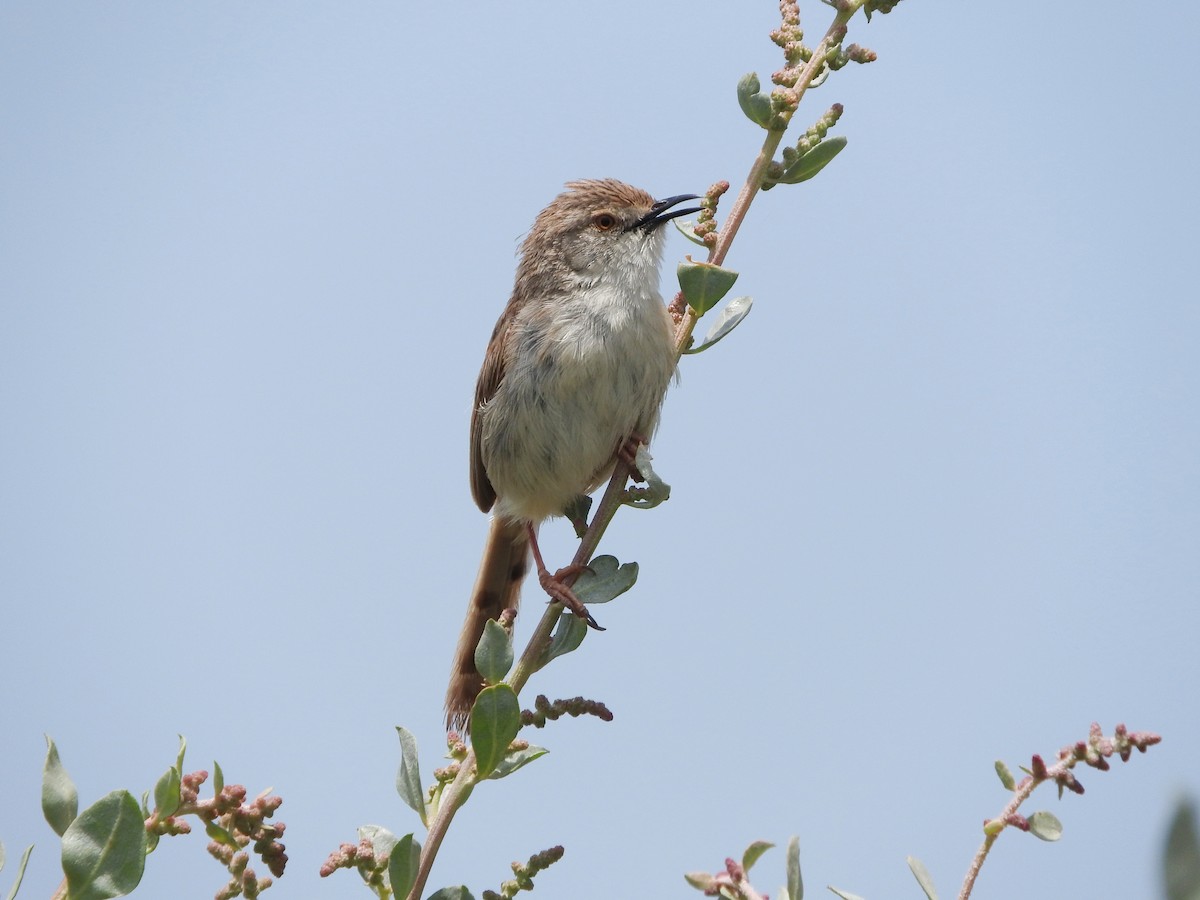 Prinia gracile - ML574380711