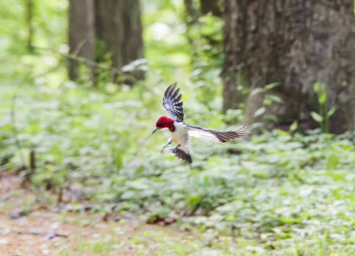 Red-headed Woodpecker - ML574381001