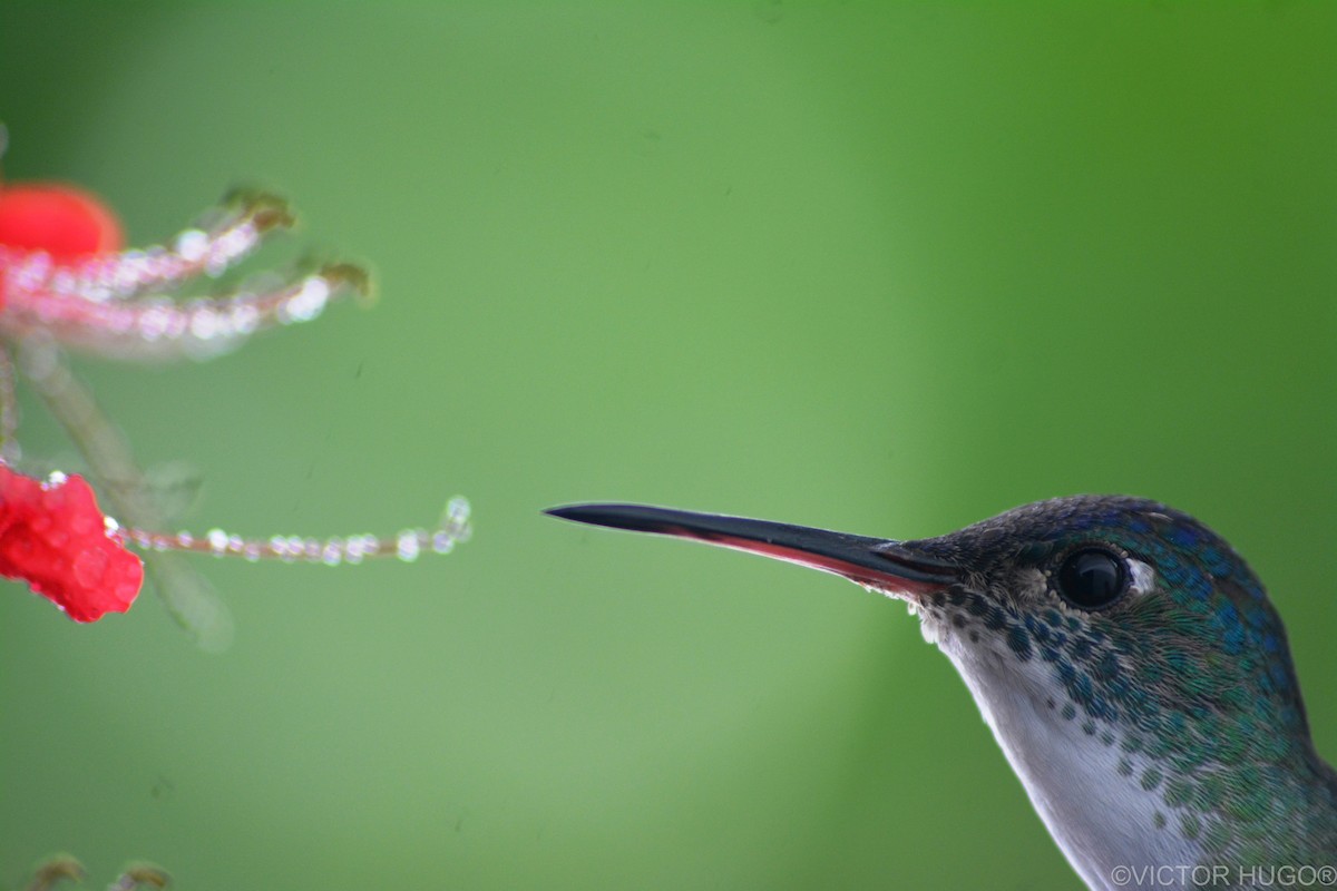 kolibřík azurovotemenný - ML574381561