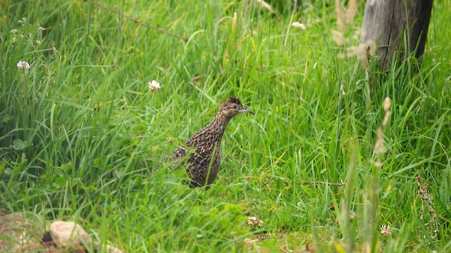 Tinamou curvirostre - ML574381691