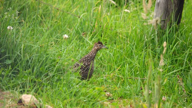 Curve-billed Tinamou - ML574381691