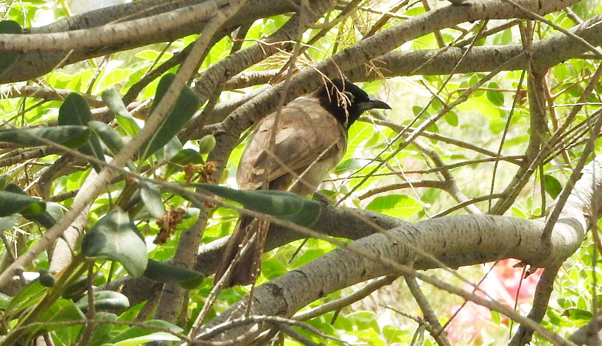 White-spectacled Bulbul - ML574382411