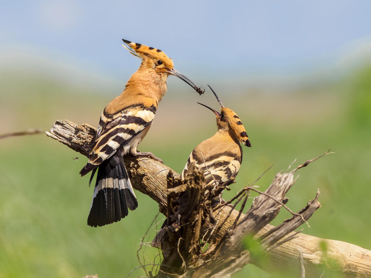 Eurasian Hoopoe - ML574382641